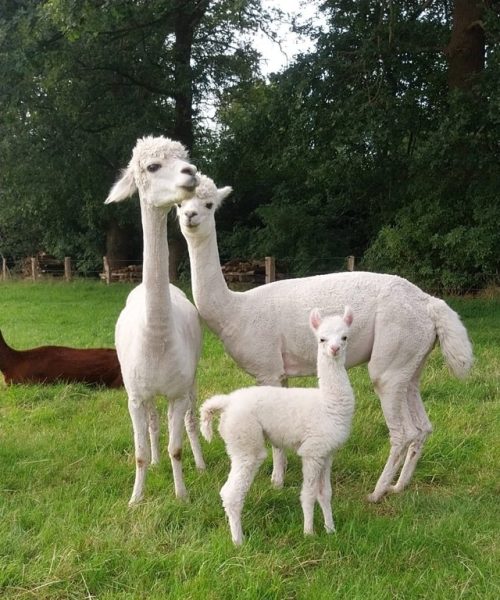 's Snowy en Xie super trots met hun kleine gezonde Fluffy