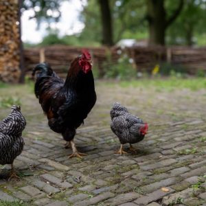 Het Koetshuis - Tuin