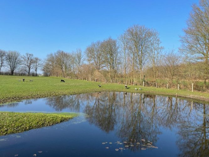 Vijver